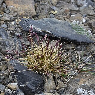 Poa abbreviata unspecified picture