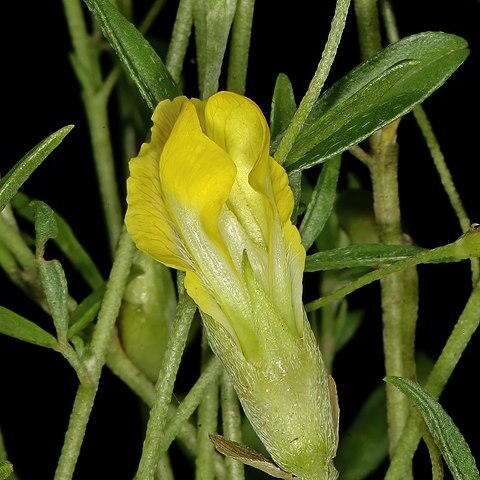 Pearsonia bracteata unspecified picture