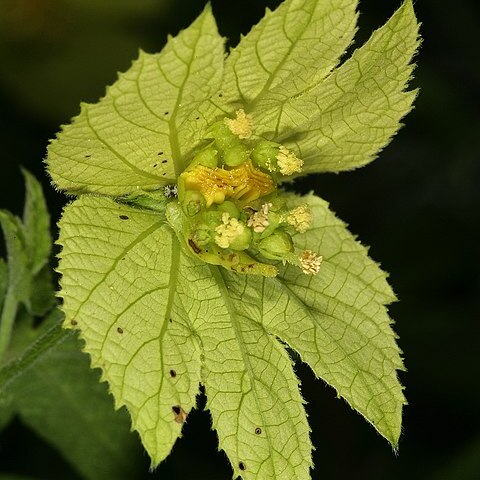 Dalechampia capensis unspecified picture