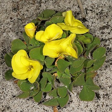 Oxalis luteola unspecified picture