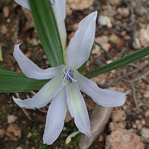 Babiana karooica unspecified picture