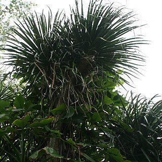 Beaucarnea guatemalensis unspecified picture