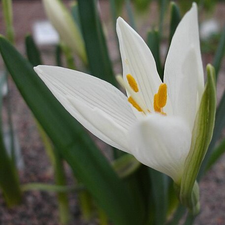 Sternbergia candida unspecified picture