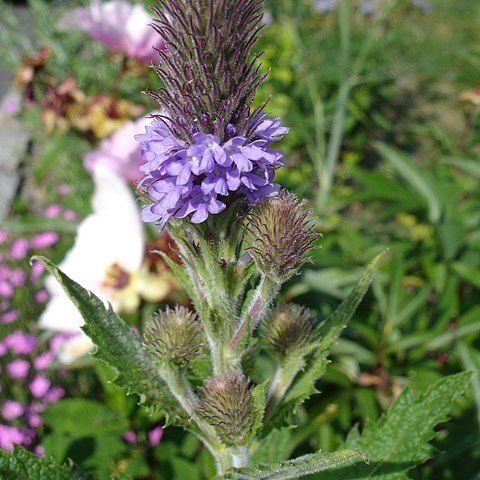 Verbena macdougalii unspecified picture