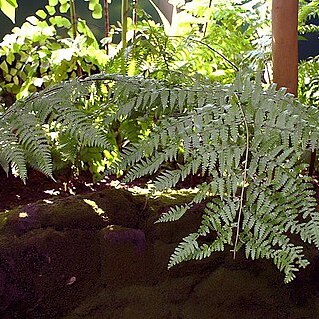 Dennstaedtia globulifera unspecified picture