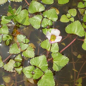 Trapella sinensis unspecified picture