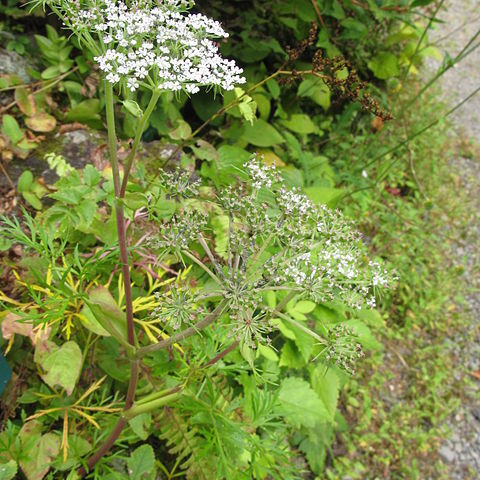 Angelica ubatakensis unspecified picture