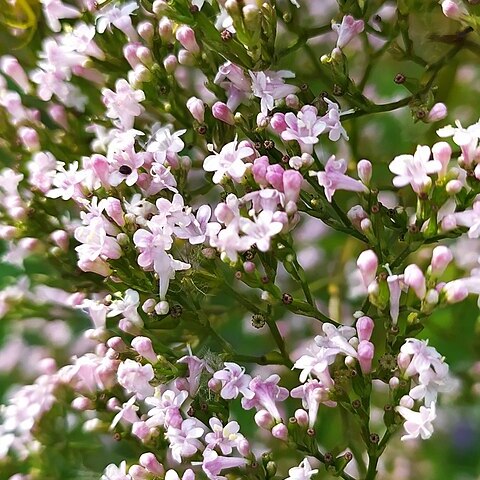 Valeriana wolgensis unspecified picture