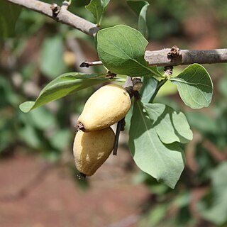 Gardenia erubescens unspecified picture