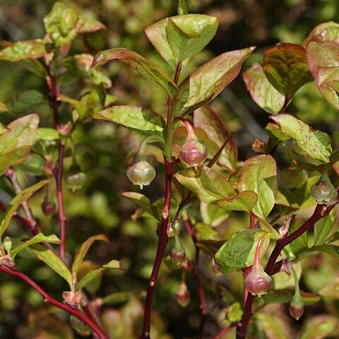 Vaccinium alaskaense unspecified picture