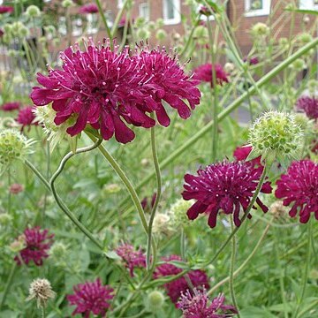 Knautia unspecified picture