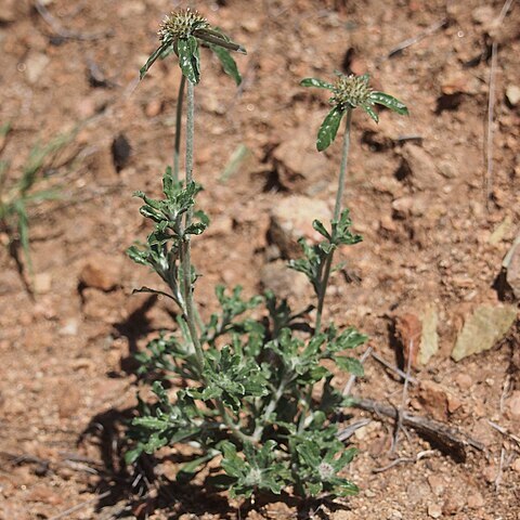 Euchiton sphaericus unspecified picture