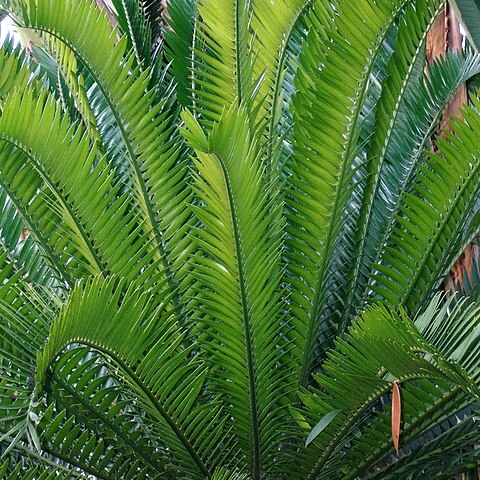 Encephalartos bubalinus unspecified picture