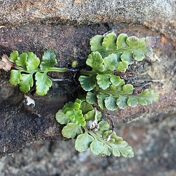 Asplenium difforme unspecified picture