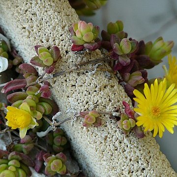 Delosperma lineare unspecified picture