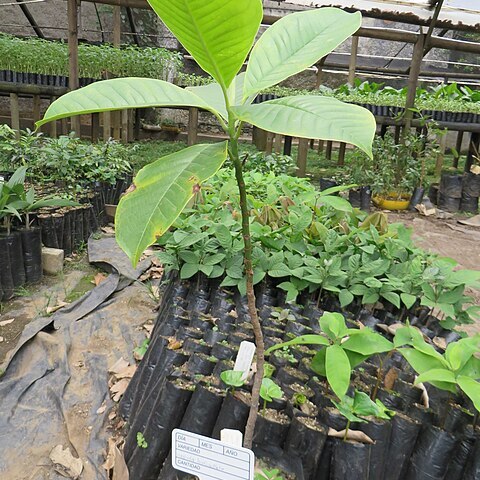 Magnolia lenticellata unspecified picture