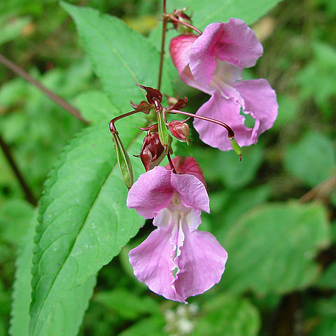 Impatiens unspecified picture