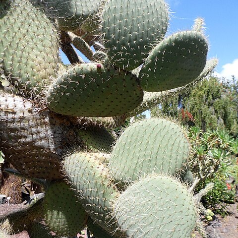 Opuntia hyptiacantha unspecified picture