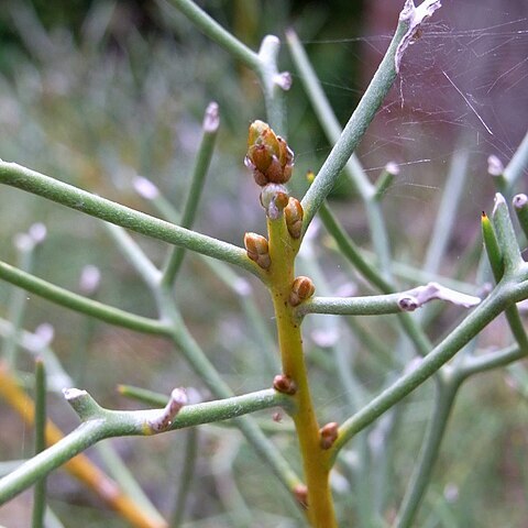 Hakea pulvinifera unspecified picture