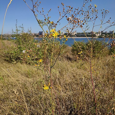 Jacobaea borysthenica unspecified picture