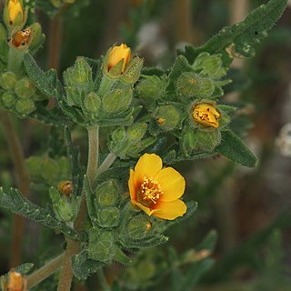 Mentzelia veatchiana unspecified picture