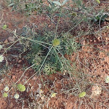 Trachymene ochracea unspecified picture