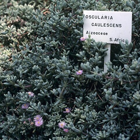 Oscularia caulescens unspecified picture