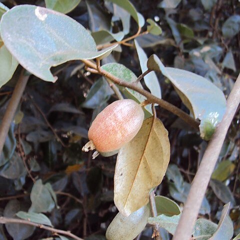 Elaeagnus conferta unspecified picture