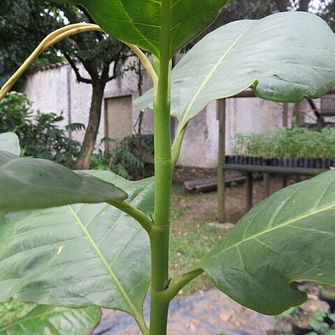 Magnolia yarumalensis unspecified picture