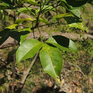 Vitex acuminata unspecified picture