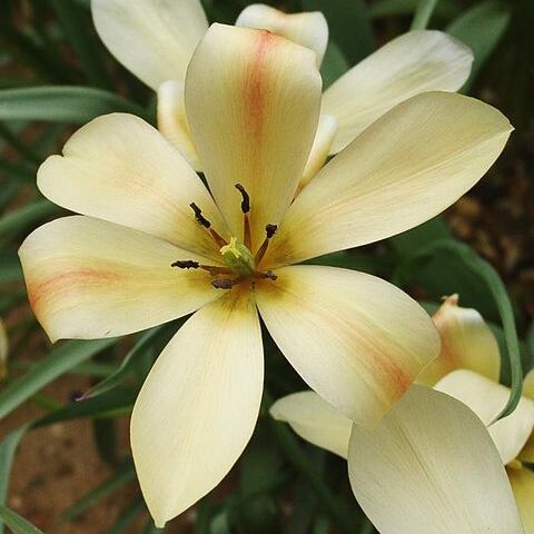 Tulipa linifolia unspecified picture