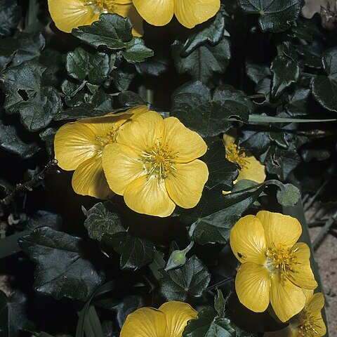 Abutilon grantii unspecified picture