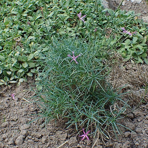 Dianthus orientalis unspecified picture