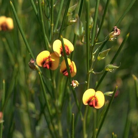 Daviesia lineata unspecified picture