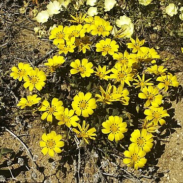 Gazania lichtensteinii unspecified picture