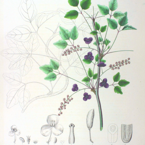 Akebia trifoliata unspecified picture