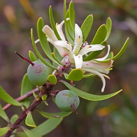 Persoonia gunnii unspecified picture