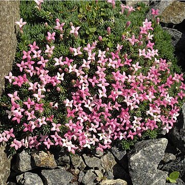 Asperula sintenisii unspecified picture