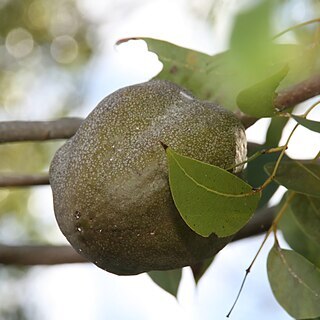 Swietenia mahogani unspecified picture