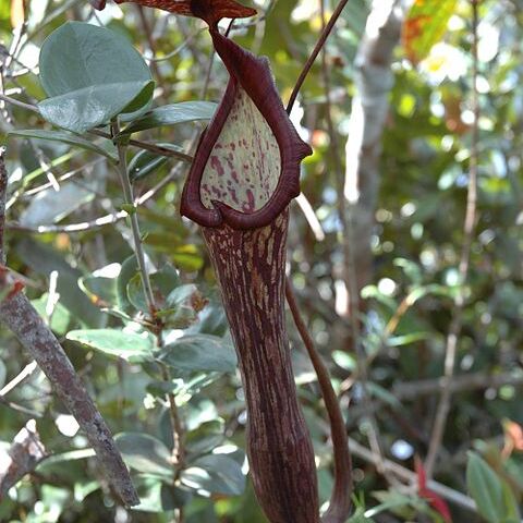 Nepenthes faizaliana unspecified picture