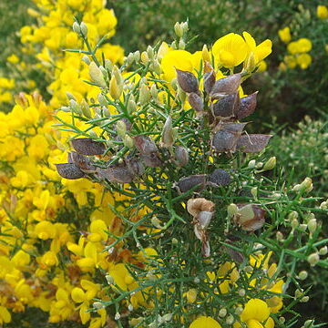 Stauracanthus boivinii unspecified picture