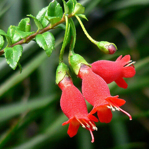 Gesneriaceae unspecified picture