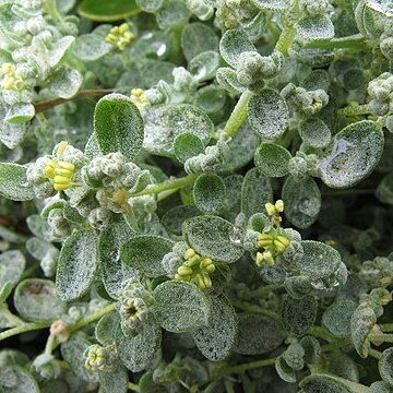 Atriplex buchananii unspecified picture