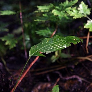 Anthurium brenesii unspecified picture