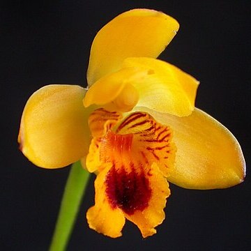 Bifrenaria vitellina unspecified picture