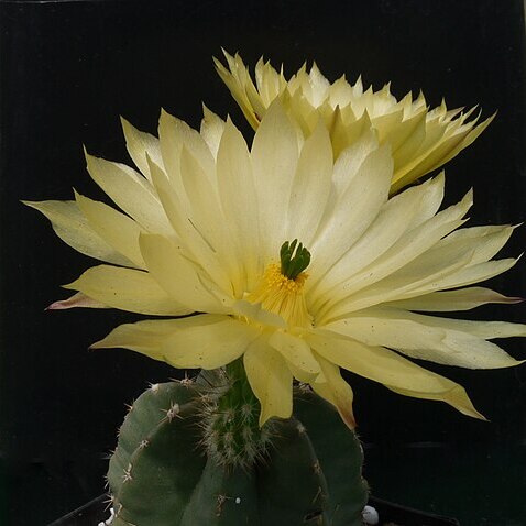 Echinocereus subinermis unspecified picture