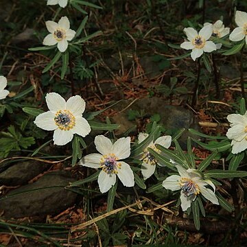 Eranthis pinnatifida unspecified picture