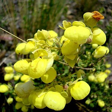 Calceolaria buchtieniana unspecified picture