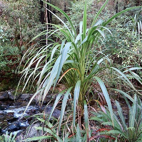 Cordyline banksii unspecified picture