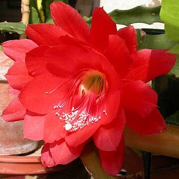 Disocactus x hybridus unspecified picture